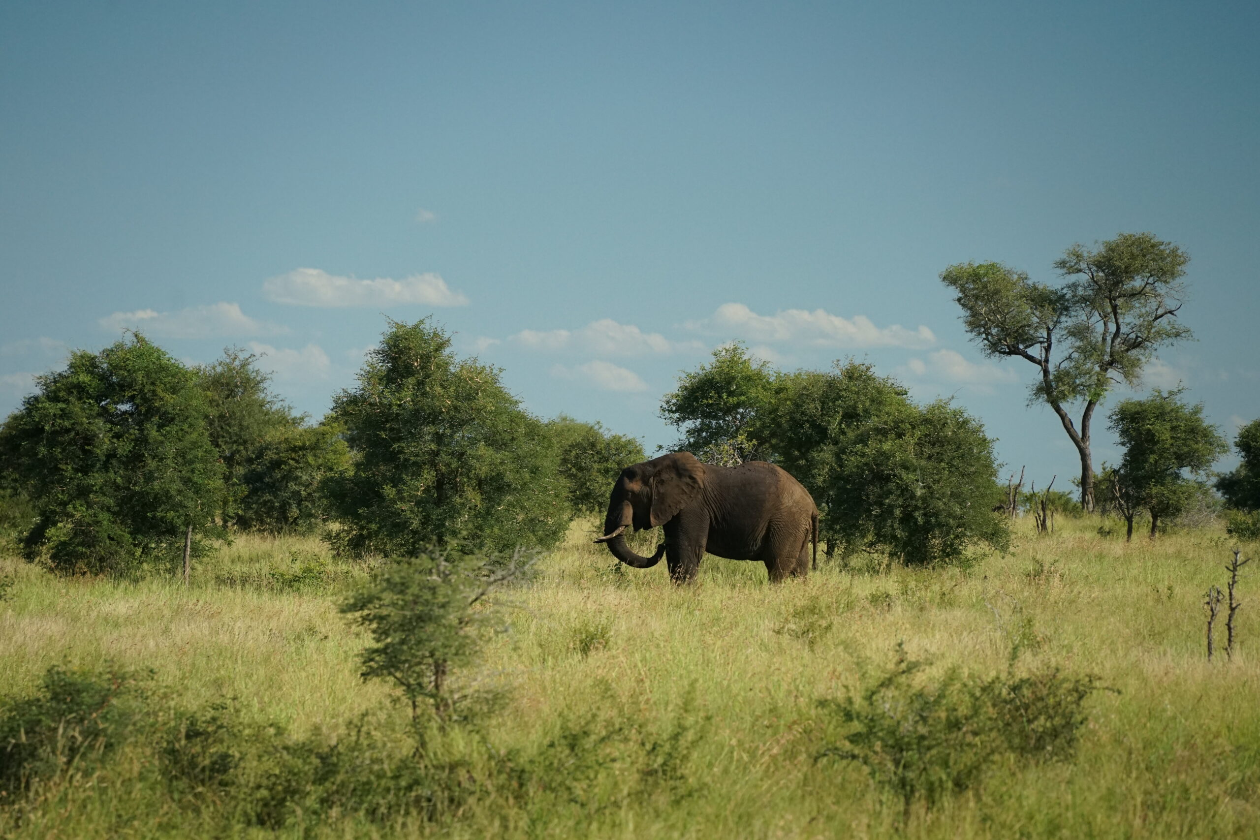 Africká savana